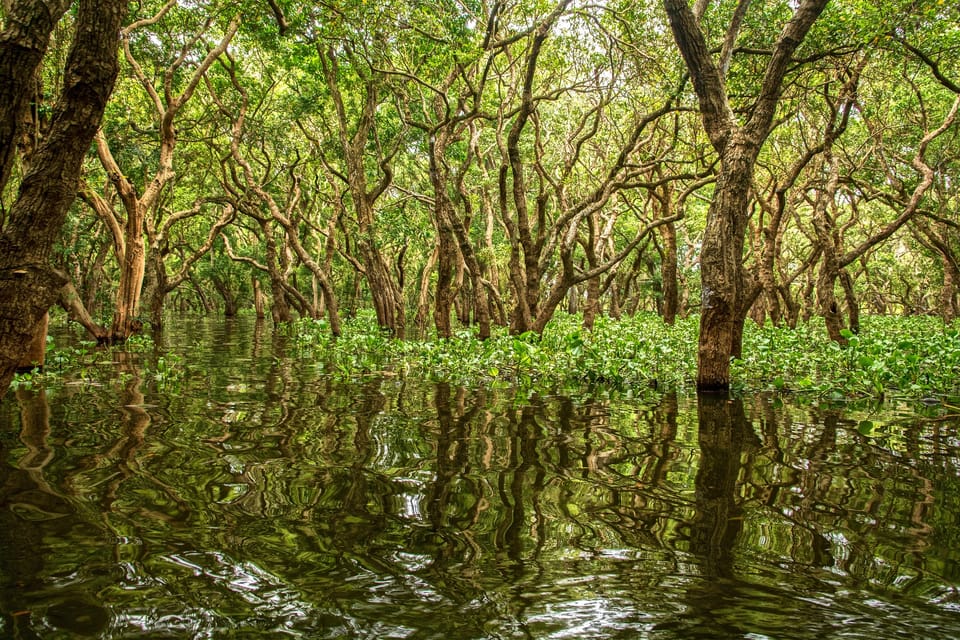 Campaign To Rewild Mangroves for a Sustainable Future
